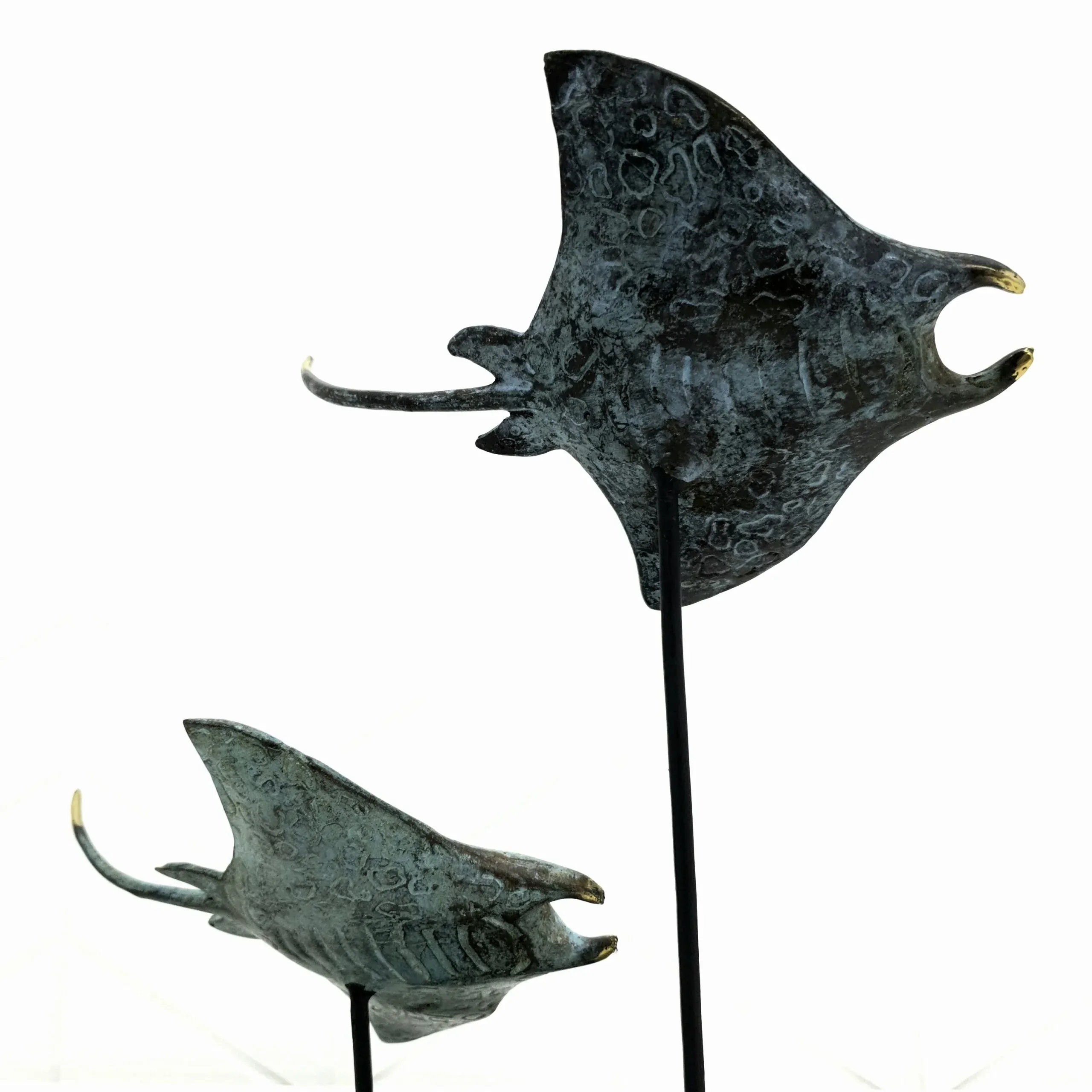 Twin Manta Ray — view 5
